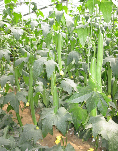 鎮(zhèn)江絲瓜批發(fā)配送(圖1) 鎮(zhèn)江絲瓜批發(fā)配送(圖1)