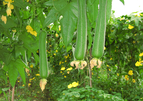 絲瓜價(jià)格(圖1) 絲瓜價(jià)格(圖1)