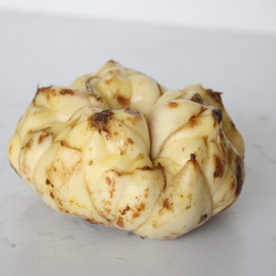 百合批發(fā)價格(圖1) 百合批發(fā)價格(圖1)