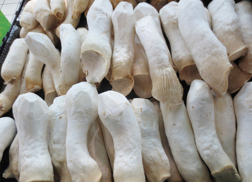 杏鮑菇配送廠家(圖1) 杏鮑菇配送廠家(圖1)