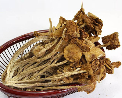 茶樹菇批發(fā)價(jià)格(圖1) 茶樹菇批發(fā)價(jià)格(圖1)