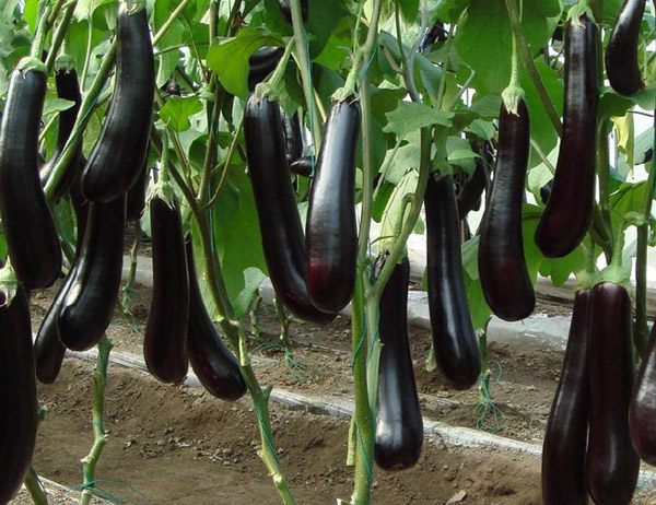 茄子種植配送(圖1) 茄子種植配送(圖1)