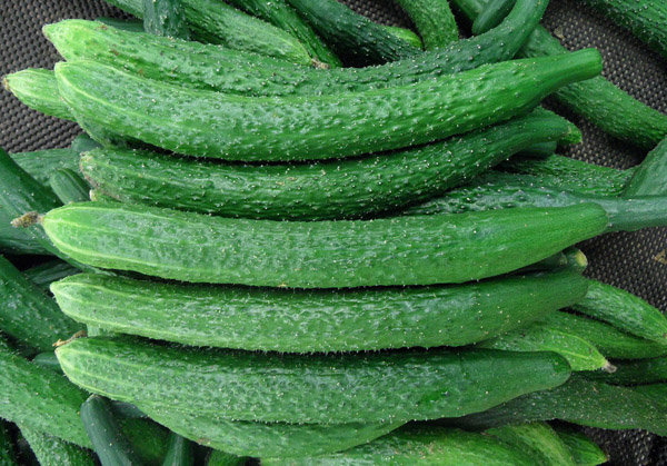 黃瓜蔬菜配送(圖1) 黃瓜蔬菜配送(圖1)